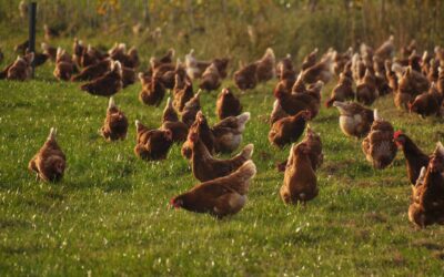 Over 3 million birds in Ohio involved in HPAI outbreaks